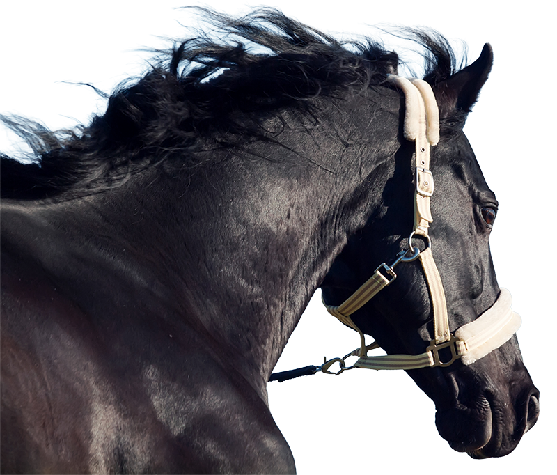black-horse